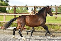 Suestado : Sandro Hit x Warkant x Akzent II 2010 Bay filly